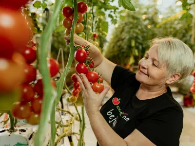 V podjetju bodo letos pridelali okoli 5 tisoč ton paradižnika, ki ga sicer na letni ravni pridelajo dvakrat več kot vsi drugi pridelovalci skupaj. F Paradajz