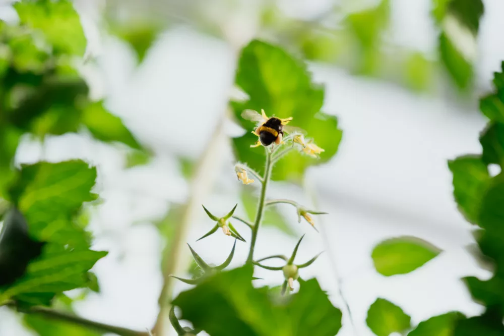 Opra&scaron;evanje s pomočjo čmrljev (Foto: Reflektor Studio)