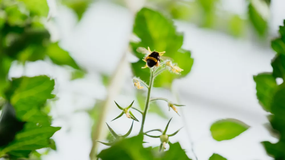 Opra&scaron;evanje s pomočjo čmrljev (Foto: Reflektor Studio)