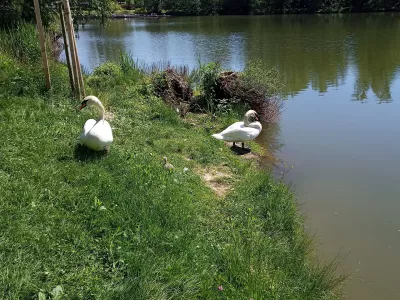 Laboda, ki že nekaj let živita in na pomlad tudi gnezdita ob Koseškem bajerju, sta se razveselila naraščaja. Foto: Nina Knaus
