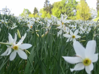 V vaseh nad Jesenicami so narcise v polnem razcvetu. Foto: Primož Knez
