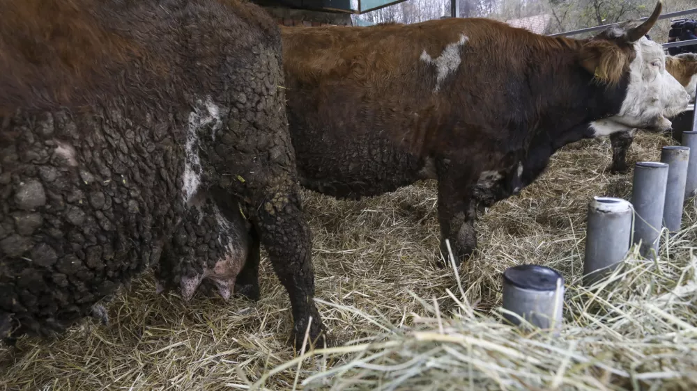 In&scaron;pektorji so lani zaradi zanemarjanja rejcem med drugim odvzeli 25 goved. Fotografija je simbolična. Foto: Luka Cjuha
