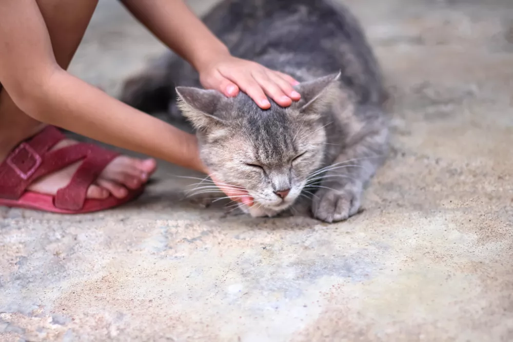 Happy cat massage with asian little child girl touching gentle under chin / Foto: Amphawan Chanunpha
