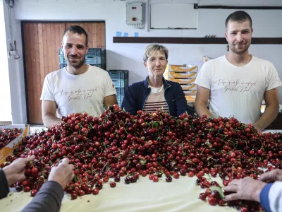 - 16.05.2025 - Domačija Bizjak, vinogradništvo, sadjarstvo, češnje//FOTO: Jaka Gasar