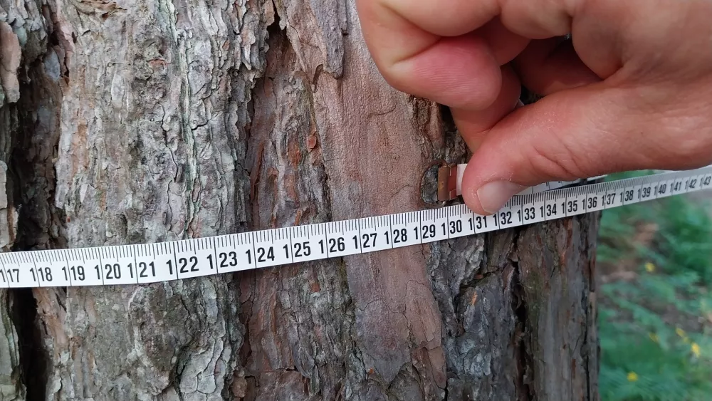 Namig na 14. točki: obseg drevesa je 130 centimetrov. Treba je izračunati njegov premer. Bo šlo? Foto: Vesna Levičnik