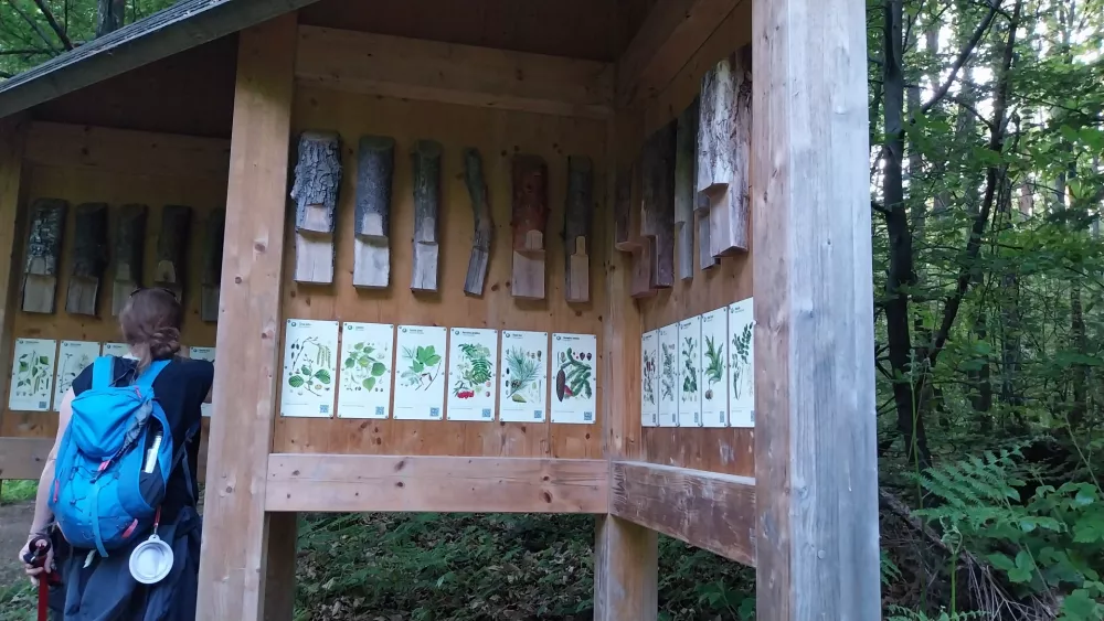 Na zadnji točki pohodnike čakajo vprašanja na temo dreves. Foto: Vesna Levičnik