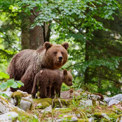 Brown bear - close encounter with a big mother wild brown bear with her cubs in the forest and mountains of the Notranjska region in Slovenia / Foto: Henk Bogaard