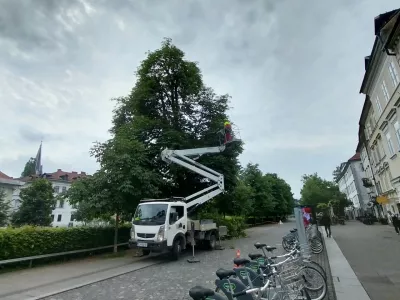 Obrez dreves na Bregu