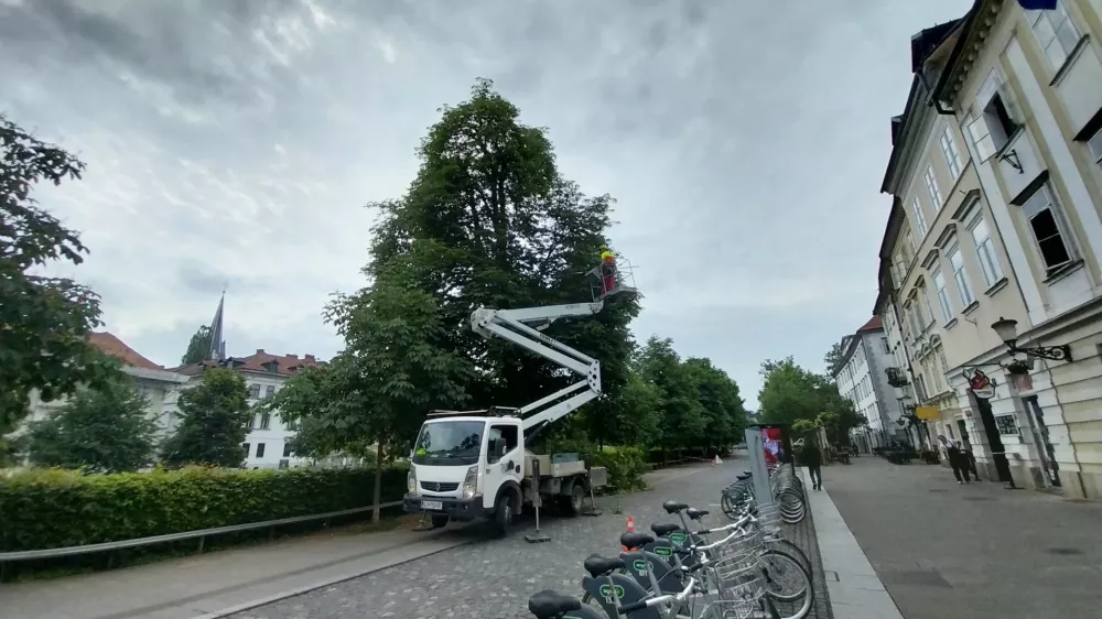 Obrez dreves na Bregu