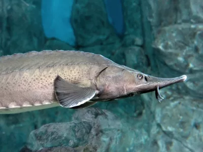 Bester fish - Huso huso x Acipenser ruthenus in an aquarium, sea or river. Hybrid of beluga and sterlet.