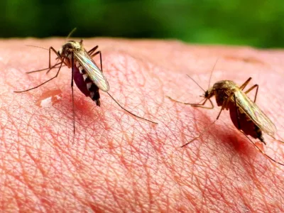 ﻿Komarji – najnevarnejša živalska vrstaDANS L'OEIL DU MOUSTIQUE / MOSQUITOS ON THE RISEfrancoska dokumentarna oddaja, 2016