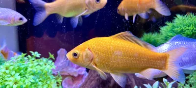 zlata ribica v akvariju / Foto: Getty Images, Istock