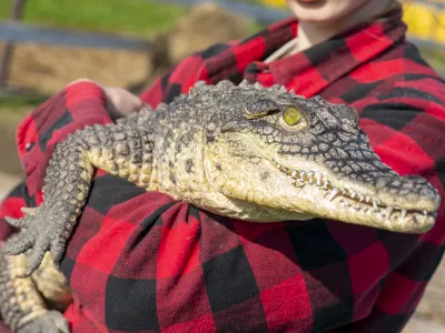 The Nile crocodile (Crocodylus niloticus) is a large, dangerous carnivorous reptile.