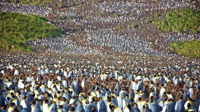 Študija ugotavlja, da pingvinji iztrebki ustvarjajo oblake, ki pomagajo ohladiti planet. Foto: iStock