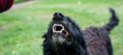 Nevaren pes kaže zobe