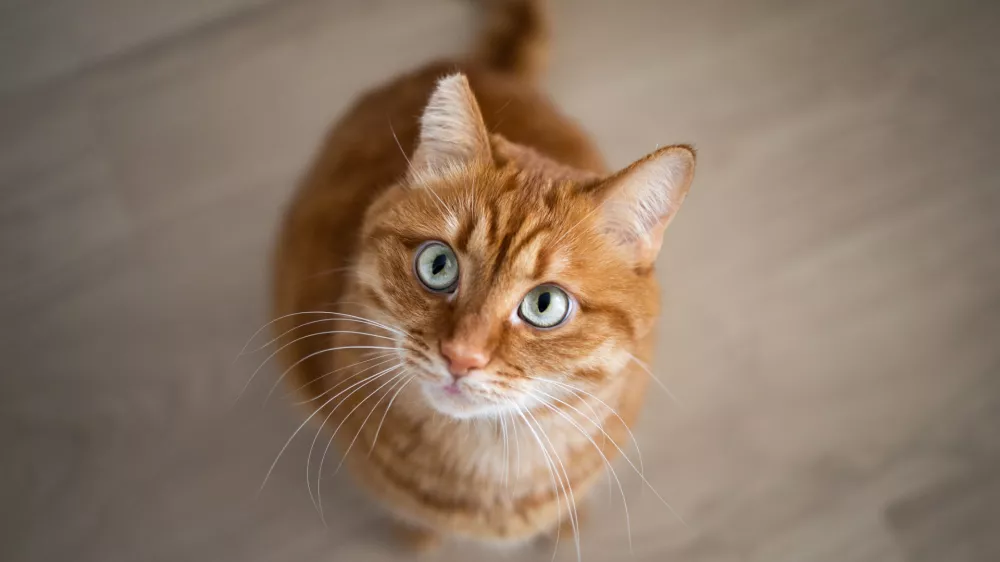 Čudovita kombinacija: oranžna mačka z zelenimi očmi. / Foto: Istock