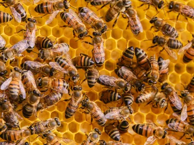 Close-up of bees on yellow beeswax board / Foto: Oscar Giraldo