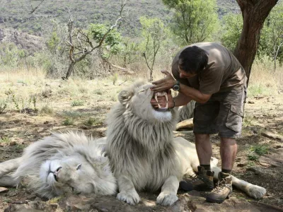 In this photo taken Monday Oct. 11, 2010, Kevin Richardson, a.k.a. the Lion Whisperer shows the size of a lions teeth in an enclosure at the Kingdom of the White Lion park in Broederstroom, near Johannesburg, South Africa. A new film opening in the United States on Friday about a rare white lion who escapes becoming a trophy on a wall is a rare happy ending in a country where more than 1,000 lions are killed legally each year.Kevin Richardson, the man behind the movie, calls himself an "ambassador of lions" and hopes the film will act as one too at a time when foreign tourists are willing to pay up to ,000 to shoot a big cat.(AP Photo/Denis Farrell)