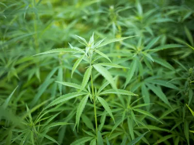 ﻿- konoplja- 21.07.2017 – Biotehnična fakulteta //FOTO: Matjaž Rušt