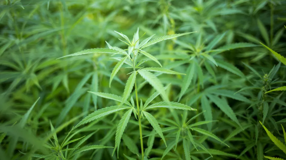 ﻿- konoplja- 21.07.2017 – Biotehnična fakulteta //FOTO: Matjaž Rušt