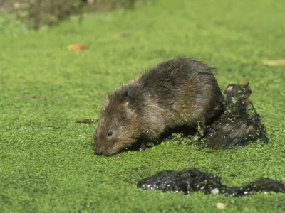 Water vole, Arvicola terrestris, single mammal by water,   Derbyshire, UK / Foto: Mikelane45
