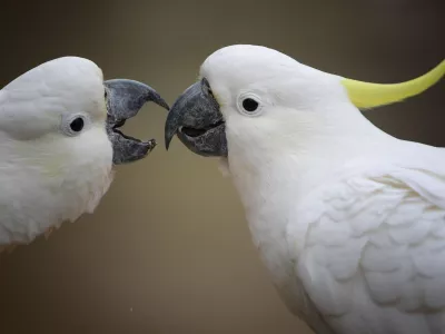Kakaduji. Simbolična fotografija.