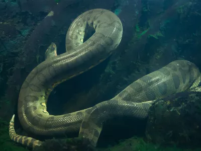 Green anaconda (Eunectes murinus). Wildlife animal.