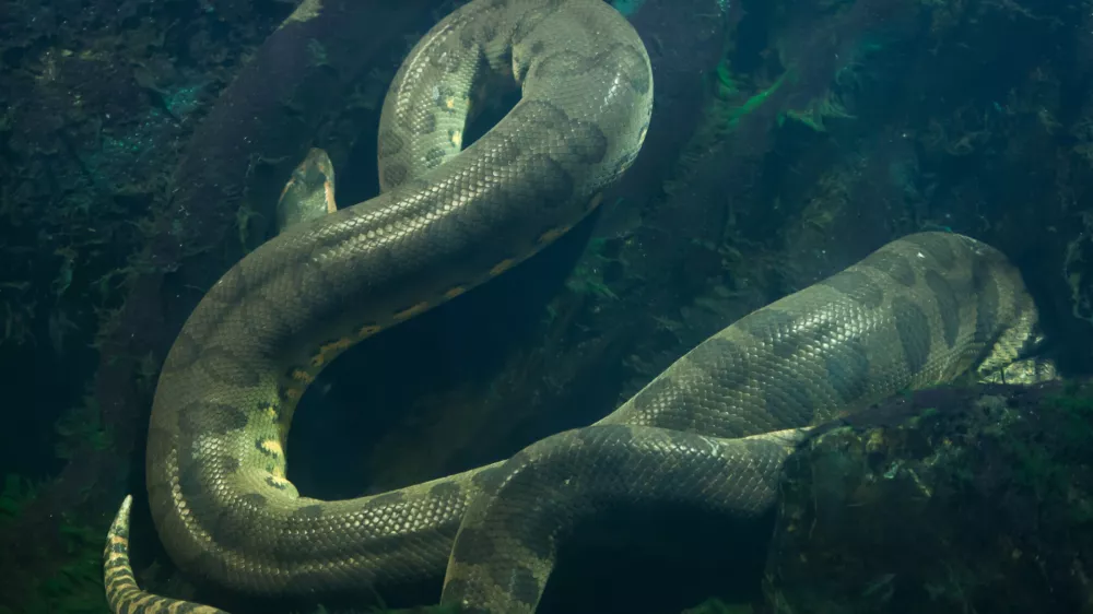 Green anaconda (Eunectes murinus). Wildlife animal.