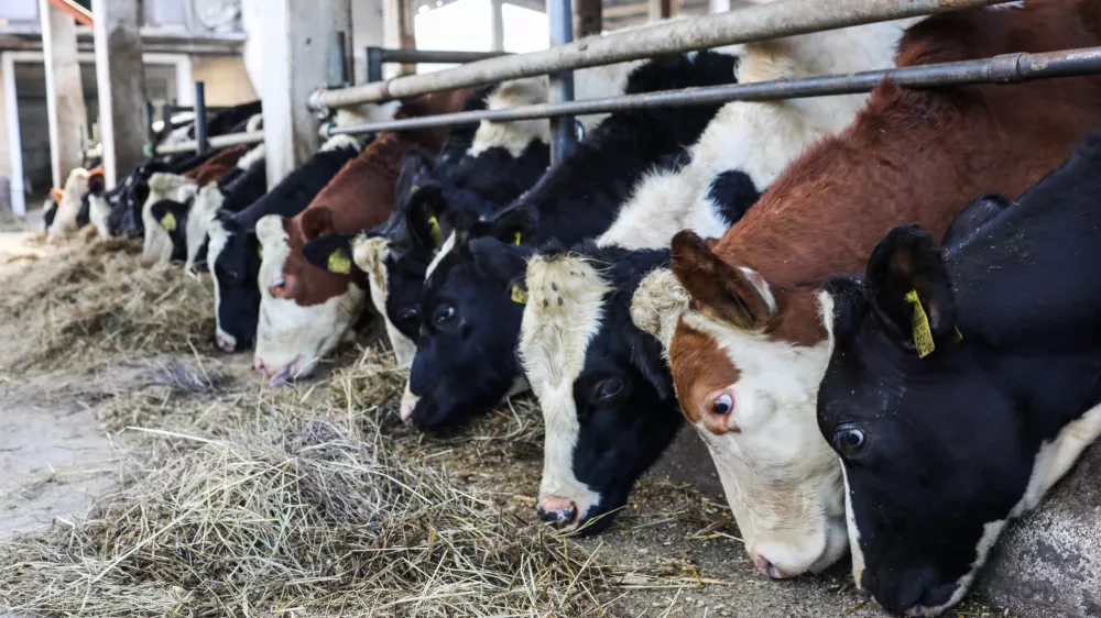 - 17.10.2022 &ndash; Kmetija Sajevic, govedoreja,Luže 21, Visoko pri Kranju //FOTO: Bojan Velikonja