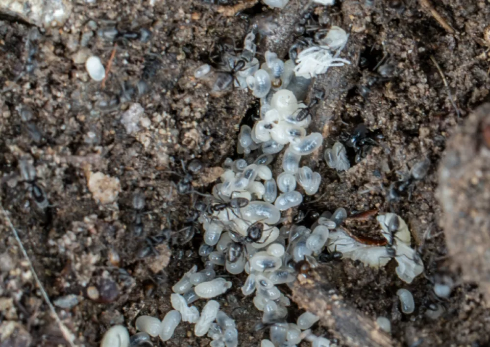 Tapinoma magnum, invazivna mravljaMravlje, črne mravlje, invazija mravelj, škodljivci, žuželkeFoto: Uradna stran mesta Kehl v Nemčiji