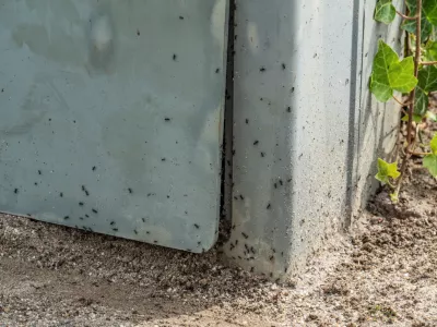 Tapinoma magnum, invazivna mravljaMravlje, črne mravlje, invazija mravelj, škodljivci, žuželkeFoto: Uradna stran mesta Kehl v Nemčiji