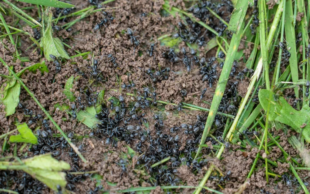 Tapinoma magnum, invazivna mravljaMravlje, črne mravlje, invazija mravelj, škodljivci, žuželkeFoto: Uradna stran mesta Kehl v Nemčiji