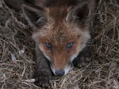 A fox rests in it's enclosure at the hospital for foxes run by The Fox Project near Tonbridge, England, Thursday, May 22, 2025. (AP Photo/Frank Augstein)