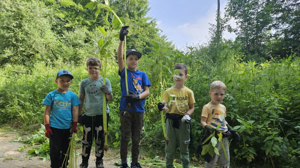 Invazivk manj kot pred štirimi leti