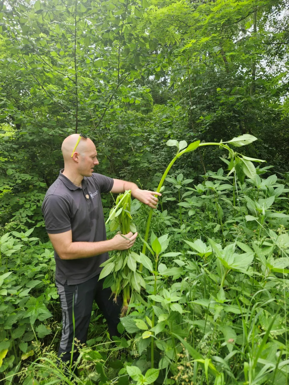 Invazivk manj kot pred štirimi leti