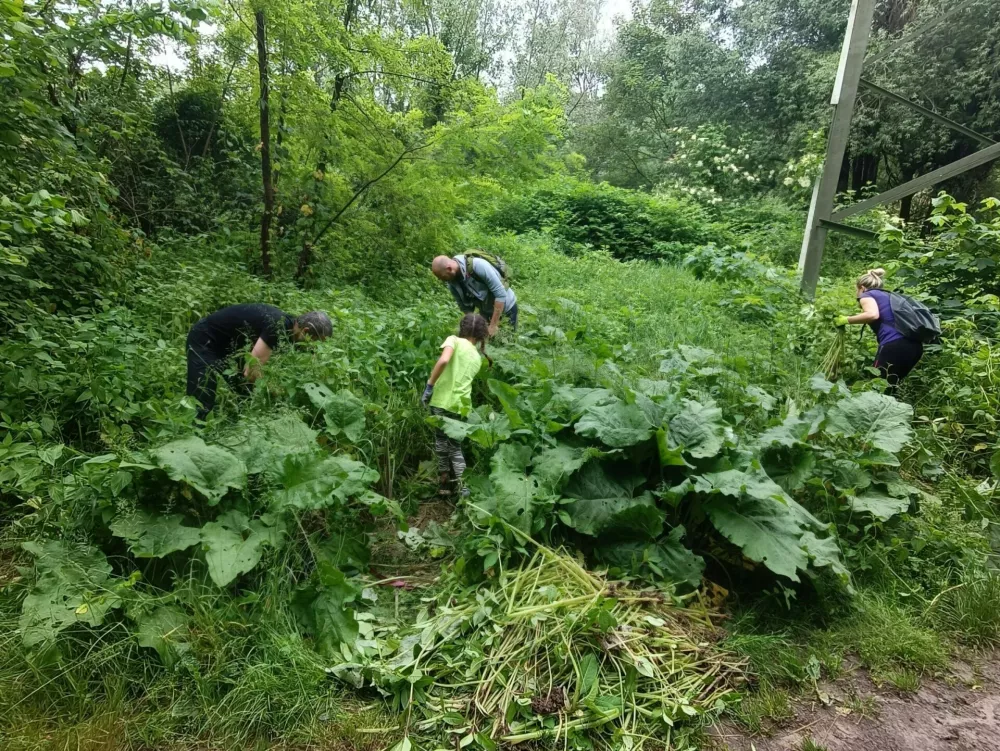 Invazivk manj kot pred štirimi leti
