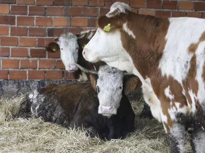 - 18.01.2024 – Kmetija Možgan, Veniše 16, Leskovec pri Krškem – vrnitev odvzete govedi, ki mu jih je 14. novembra lani zaradi zanemarjanja trajno odvzela veterinarska inšpektorica  //FOTO: Luka Cjuha