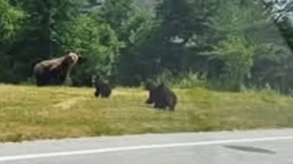 medvedi kočevjeFoto: E Utrip