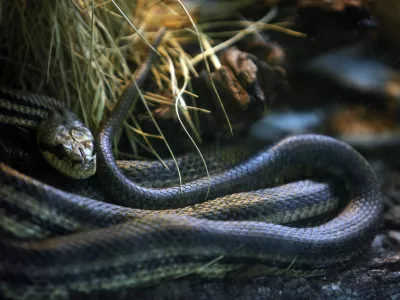 ﻿Progasti gož- ZOO - Živalski vrt Ljubljana 2013 - prezimovanje živali //FOTO: Jaka Gasar