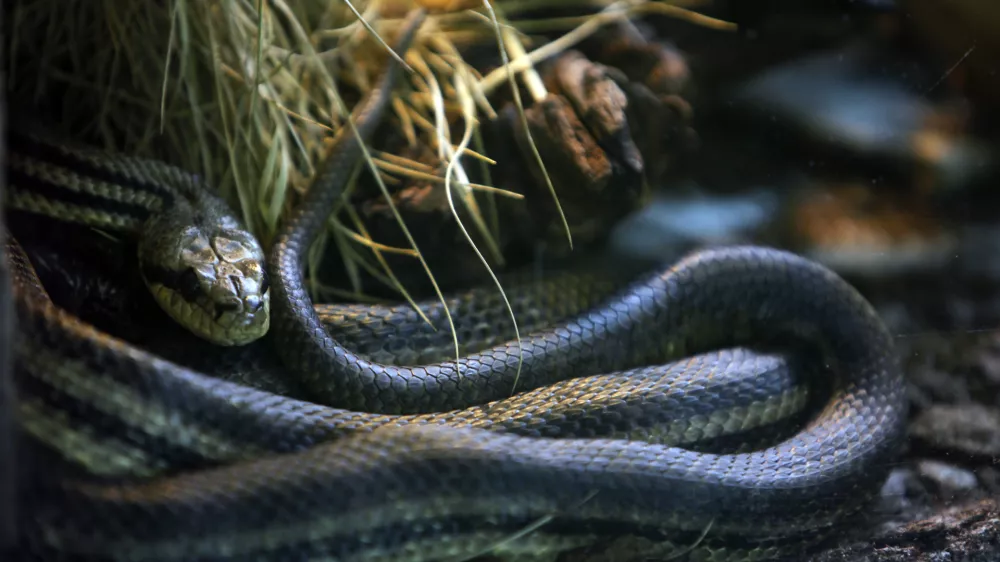 ﻿Progasti gož- ZOO - Živalski vrt Ljubljana 2013 - prezimovanje živali //FOTO: Jaka Gasar