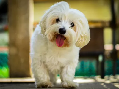Maltežani sodijo med bolj izpostavljene pasme. / Foto: Istock