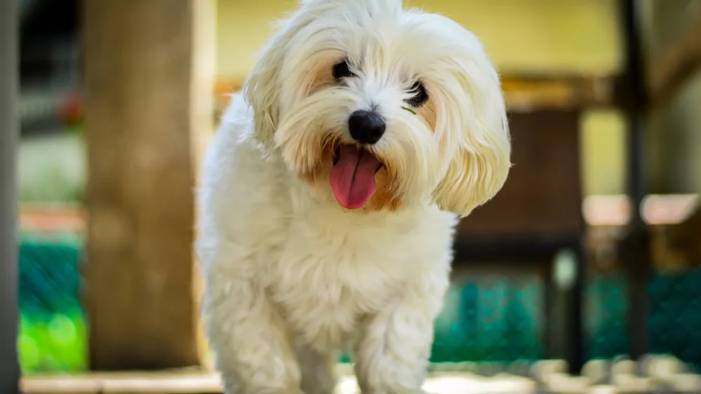Maltežani sodijo med bolj izpostavljene pasme. / Foto: Istock