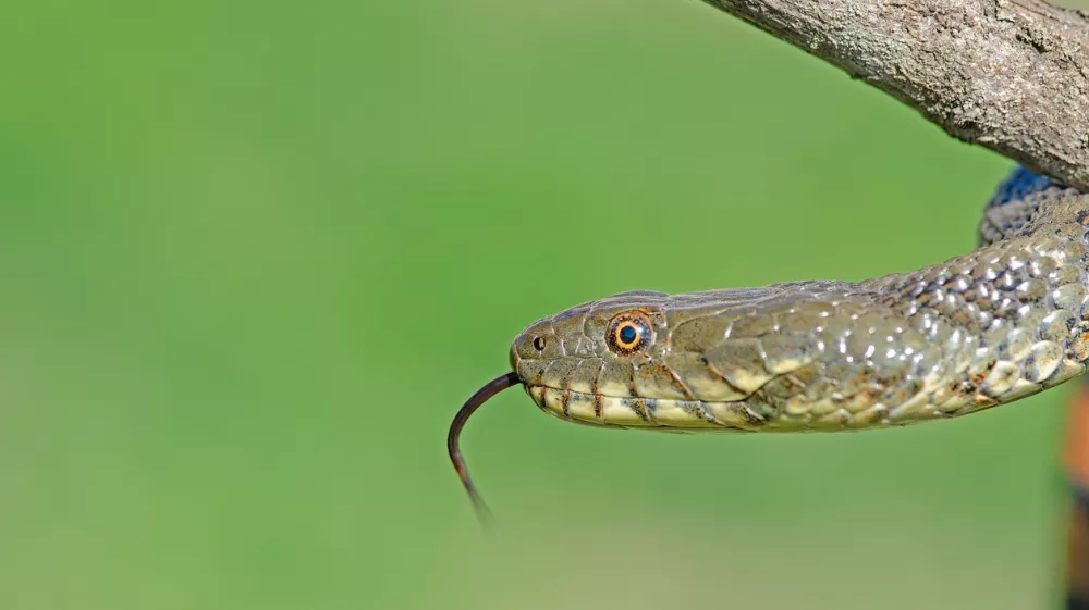 Kobranke človeku niso nevarne. na fotografiji ni najdena kača. Foto: iStock