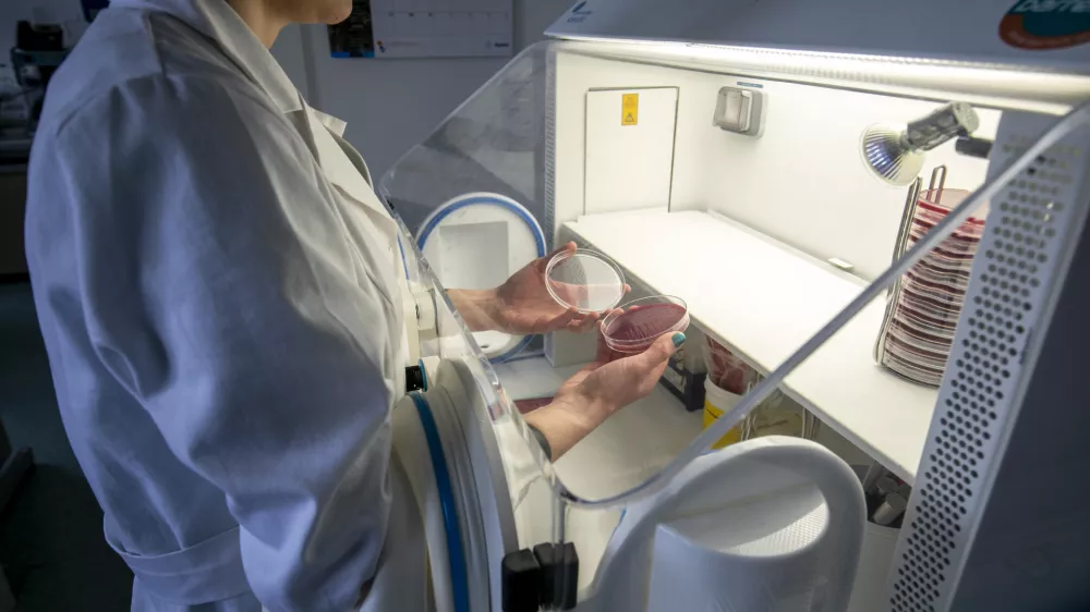 Kaj pomeni širjenje nove virusne različice?