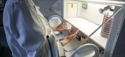 Kaj pomeni širjenje nove virusne različice?