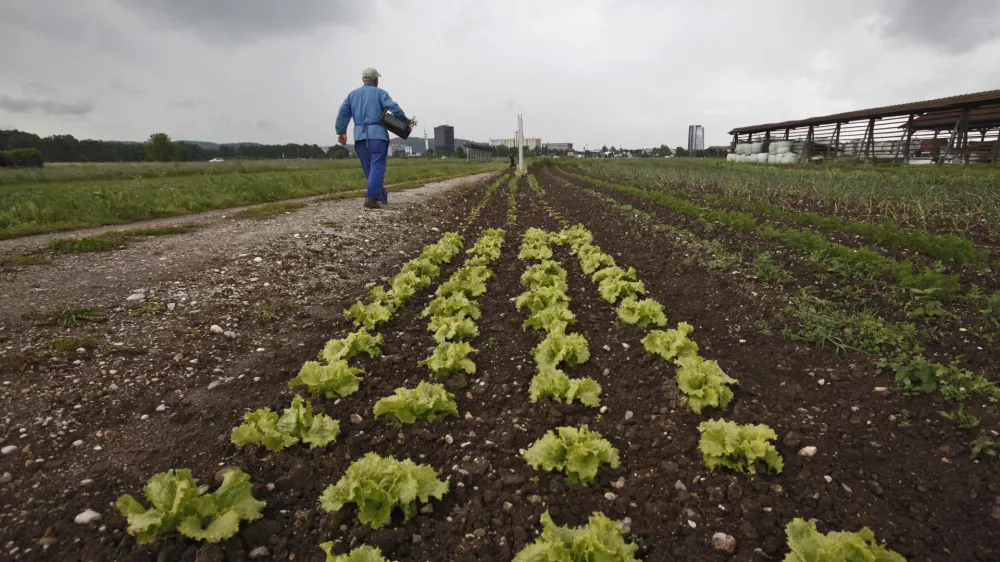 Vlada že dve leti išče dobičkarje, maloprodajo zelenjave pa je zajela prava cenovna vojna