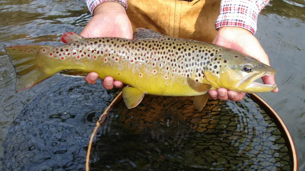 ameriška postrv, ribogojnica