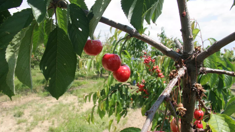 briške češnje, nasad