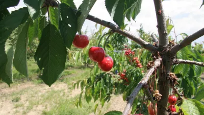 briške češnje, nasad