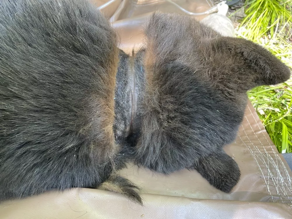 In this image provided by the Michigan Department of Natural Resources, the neck of a black bear is shown after a lid was removed after two years on June 3, 2025, near Hillman, Mich. (Michigan Department of Natural Resources via AP)